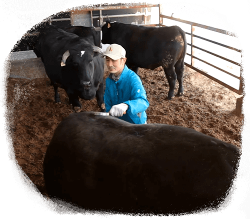 牛に優しい飼育方法
