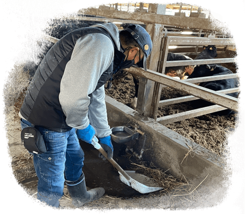 牛の水飲み場清掃