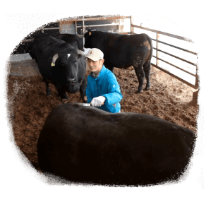 『牛に優しい飼育方法』 
